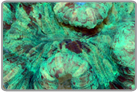 Green Cammo Open Brain Coral